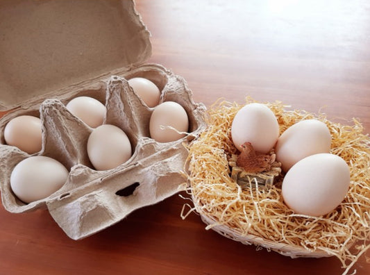平飼い極上の烏骨鶏の卵
